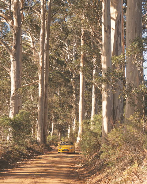 The Great Forest Trees Drive - Accommodation Coffs Harbour 0