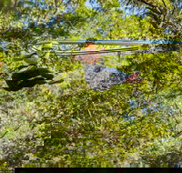 TreeTop Crazy Rider - Accommodation Coffs Harbour