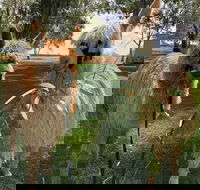 Visit an alpaca farm and get up and personal with these gentle and unique animals - Accommodation Coffs Harbour