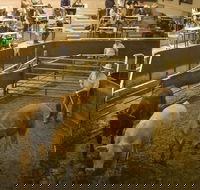 Wagga Wagga Livestock Marketing Centre - Accommodation Coffs Harbour
