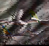 Warby-Ovens National Park - Accommodation Coffs Harbour