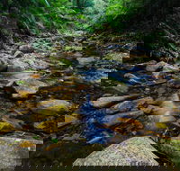 Willi Willi National Park - Accommodation Coffs Harbour