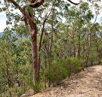 Yango Walking Track - Accommodation Coffs Harbour