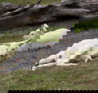 Yarra Valley Nocturnal Zoo - Accommodation Coffs Harbour