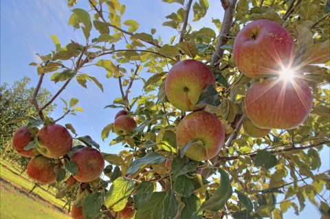 Alpine - Accommodation Coffs Harbour 1