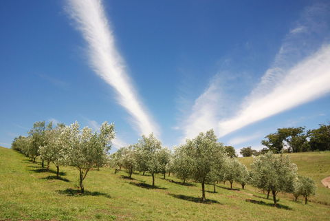 Alpine - Accommodation Coffs Harbour 2