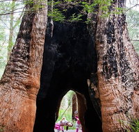 Ancient Empire Walk Valley of the Giants - Accommodation Coffs Harbour