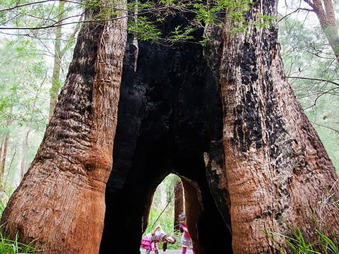 Ancient Empire Walk, Valley Of The Giants - Accommodation Coffs Harbour 0