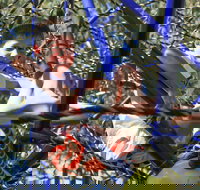 City Park - Accommodation Coffs Harbour