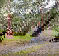 Currawong Bush Park - Accommodation Coffs Harbour