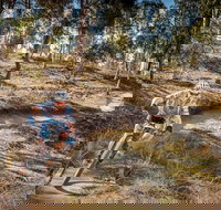 Cycle Mogo State Forest - Accommodation Coffs Harbour