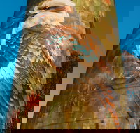 Deniliquin Water Tower Mural - Accommodation Coffs Harbour