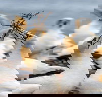 Gannets in Portland - Accommodation Coffs Harbour