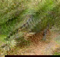 Grass Tree Circuit - Accommodation Coffs Harbour