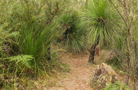 Grass Tree Circuit - Accommodation Coffs Harbour 0