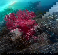 Luncheon Bay Dive Site - Accommodation Coffs Harbour