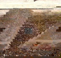 May Gibbs Tree - Accommodation Coffs Harbour