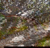 Middle Lagoon Walking Track - Accommodation Coffs Harbour