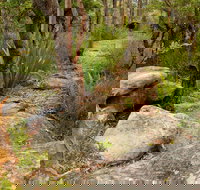 Mount Olive Trail - Accommodation Coffs Harbour