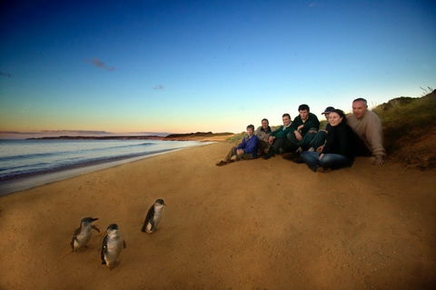 Phillip Island - Accommodation Coffs Harbour 2