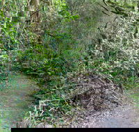 Rainforest Walking Track Roberston Nature Reserve - Accommodation Coffs Harbour