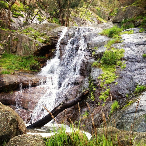 Salisbury Falls Walk - Accommodation Coffs Harbour 1