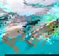 Snorkel Hat Head Creek - Accommodation Coffs Harbour