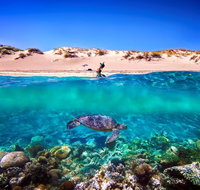 Snorkel the Ningaloo Reef - Accommodation Coffs Harbour