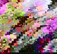 Tinonee Orchid Nursery - Accommodation Coffs Harbour