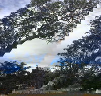 Bilston's Tree - Accommodation Coffs Harbour