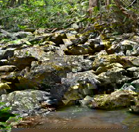 Booyong Walking Track - Accommodation Coffs Harbour