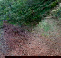 Cascade mountain bike trail - Accommodation Coffs Harbour