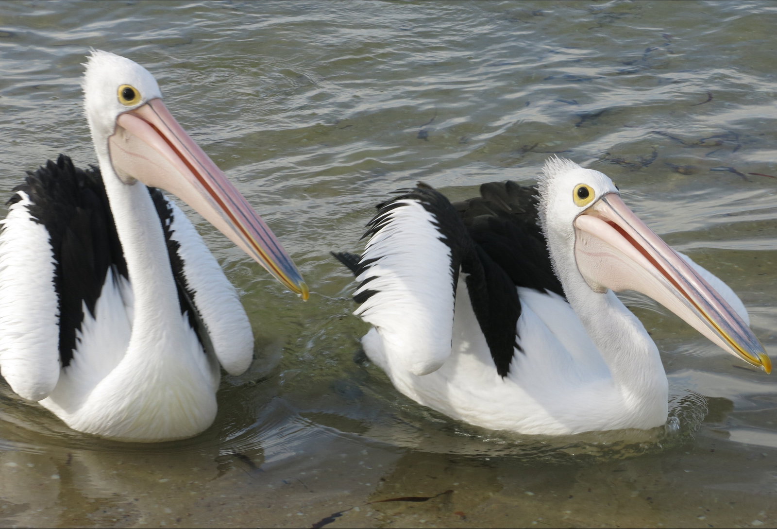 Chinaman Wells SA Accommodation Coffs Harbour