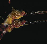 Eagle Rock Marine Sanctuary - Accommodation Coffs Harbour