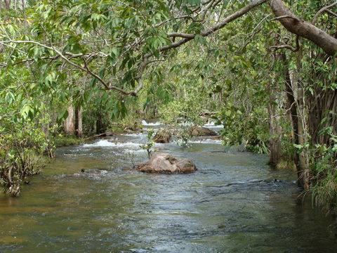 Florence Creek Walk - Accommodation Coffs Harbour 0