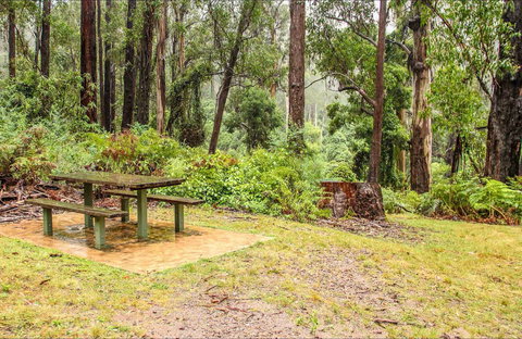 Goodenia Rainforest Picnic Area - Accommodation Coffs Harbour 0