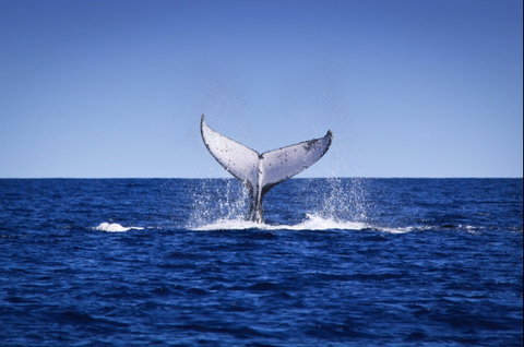 Humpback Whales - Accommodation Coffs Harbour 0