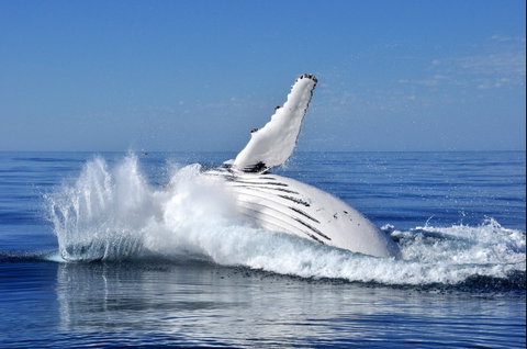 Humpback Whales - Accommodation Coffs Harbour 1