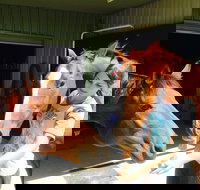 Iris Lodge Alpacas - Accommodation Coffs Harbour