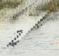 Little Llangothlin Picnic Area - Accommodation Coffs Harbour