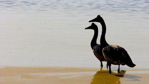 Mamukala Wetlands And Bird Hide - Accommodation Coffs Harbour 1