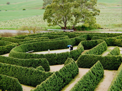 Mintaro Maze - Accommodation Coffs Harbour 1