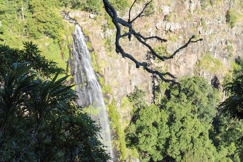 Morans Falls Track, Lamington National Park - Accommodation Coffs Harbour 0