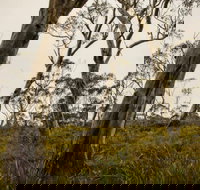 Mountaineer-Glowang trail - Accommodation Coffs Harbour