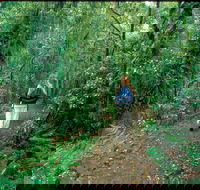 Mount Cougal Springbrook National Park - Accommodation Coffs Harbour