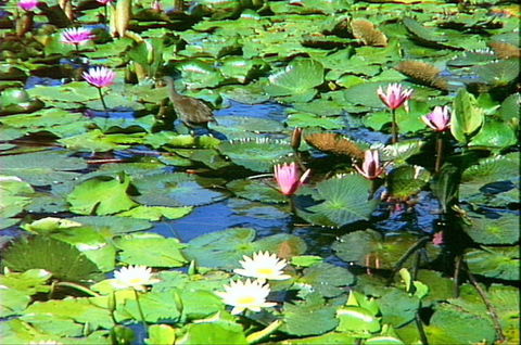 Mt Coot-tha Tourist Drive - Accommodation Coffs Harbour 1