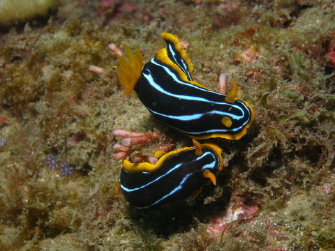 Mudjimba (Old Woman) Island Dive Site - Accommodation Coffs Harbour 1