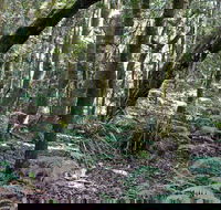 Summit Walking Track Mount Hyland Nature Reserve - Accommodation Coffs Harbour