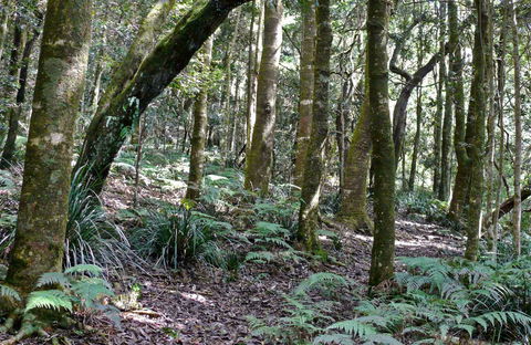 Summit Walking Track, Mount Hyland Nature Reserve - Accommodation Coffs Harbour 0