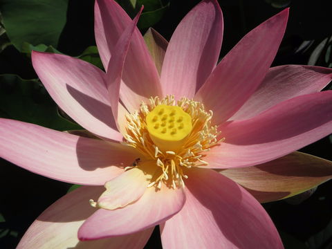 Wallis Creek Water Garden - Accommodation Coffs Harbour 0
